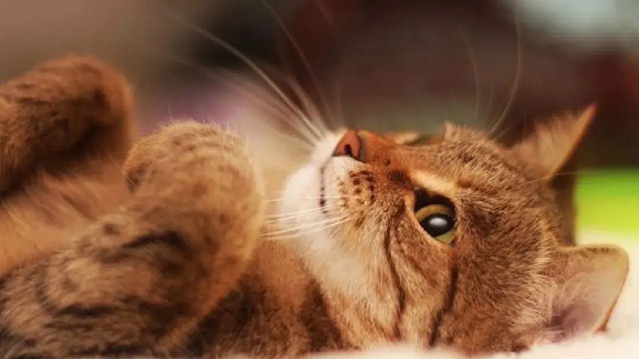 Kedi mamasındaki küçük değişiklik büyük fark yarattı