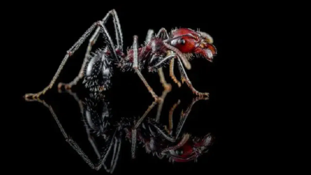 Kenya’da “uçan karınca” dönemi kaçak ticarete dönüştü: Bir kraliçe 220 dolara satılıyor