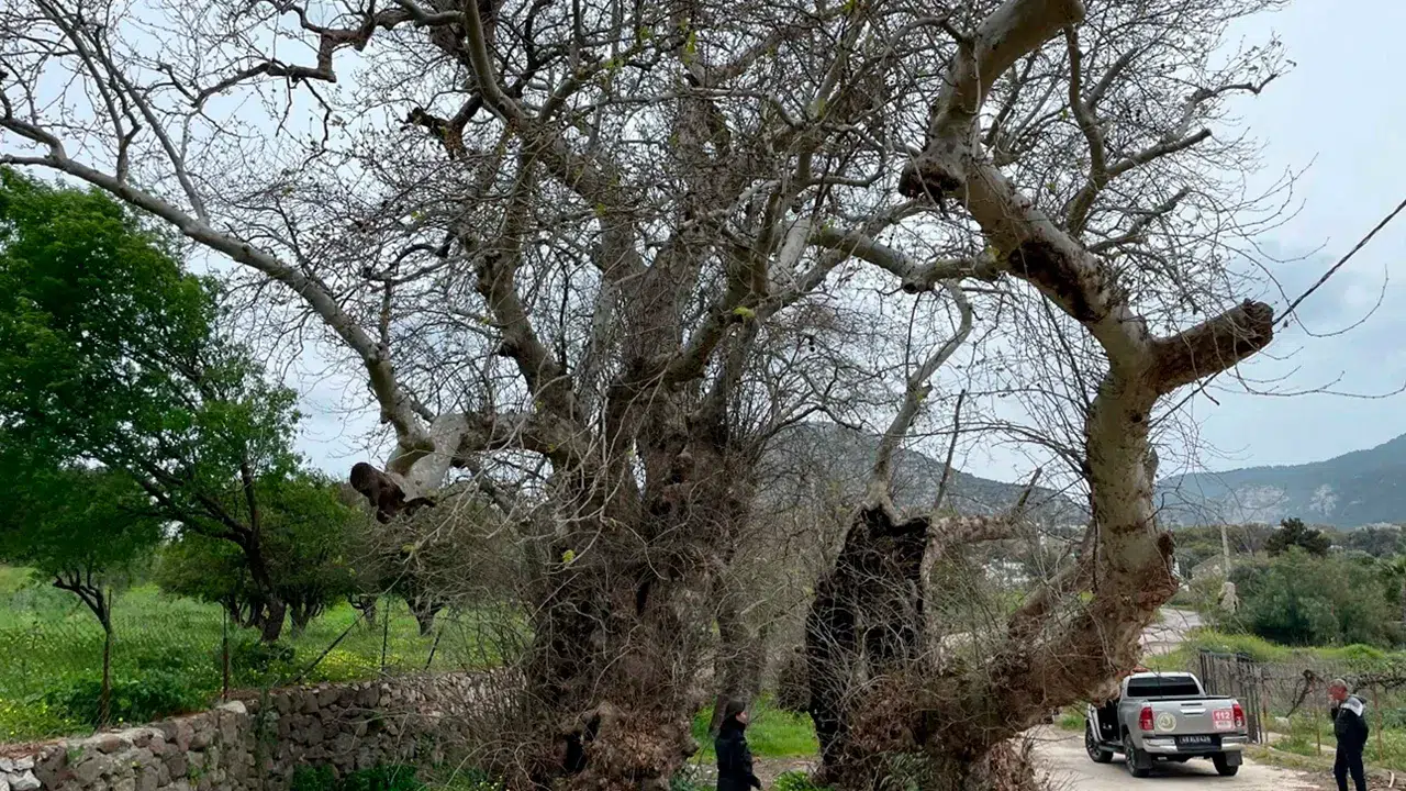 Doğaseverin dikkati asırlık çınarı gün yüzüne çıkardı: 2 bin yıllık ağaç incelemeye alındı