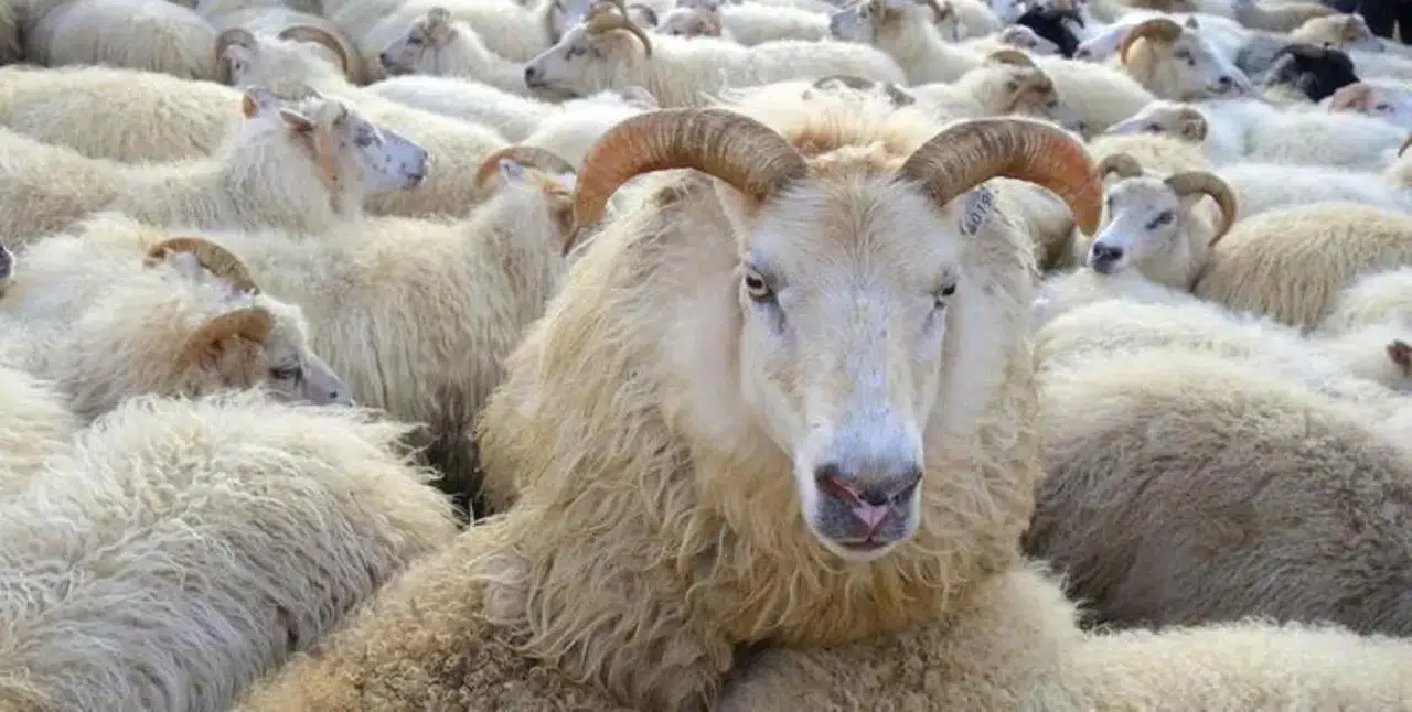 2026 Kurban Bayramı Tarihi Belli Oldu! 9 Gün Sürecek Bayram Tatili Gerçekleşecek mi?