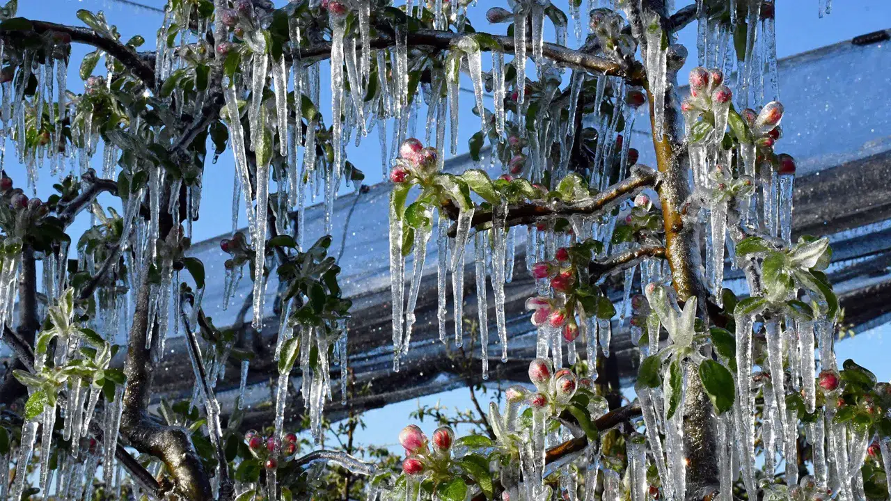 Tarım ve Orman Bakanlığı'ndan zirai don uyarısı: 7-11 Nisan tarihlerine dikkat