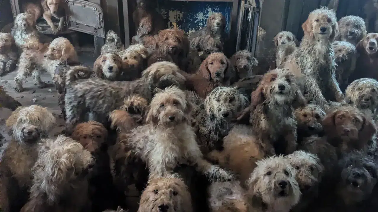 Bir evde 250’den fazla poodle melez köpek bulundu