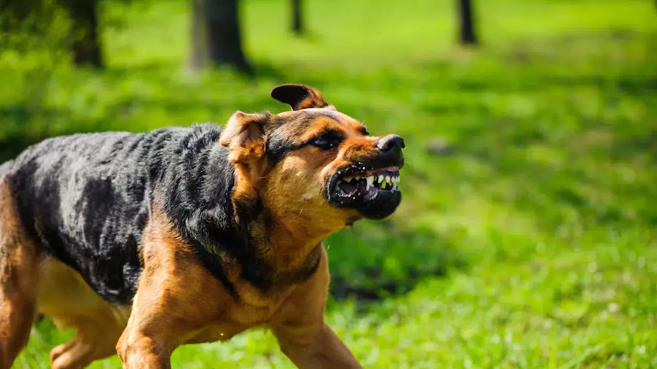 Yargıtay'dan emsal karar: Bahçedeki köpeğin saldırısına 2 milyon TL tazminat