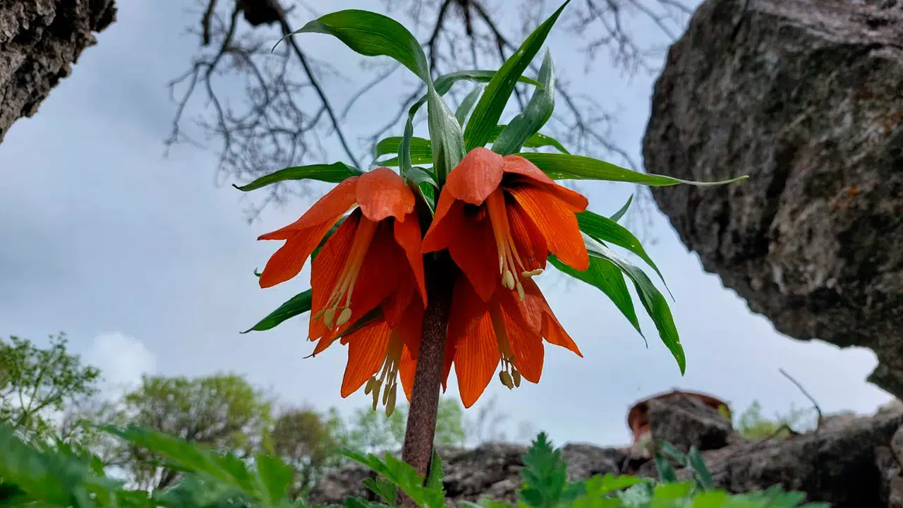 Bu çiçeğe dokunmanın bedeli ağır: Ters laleleri koparana 700 bin TL ceza