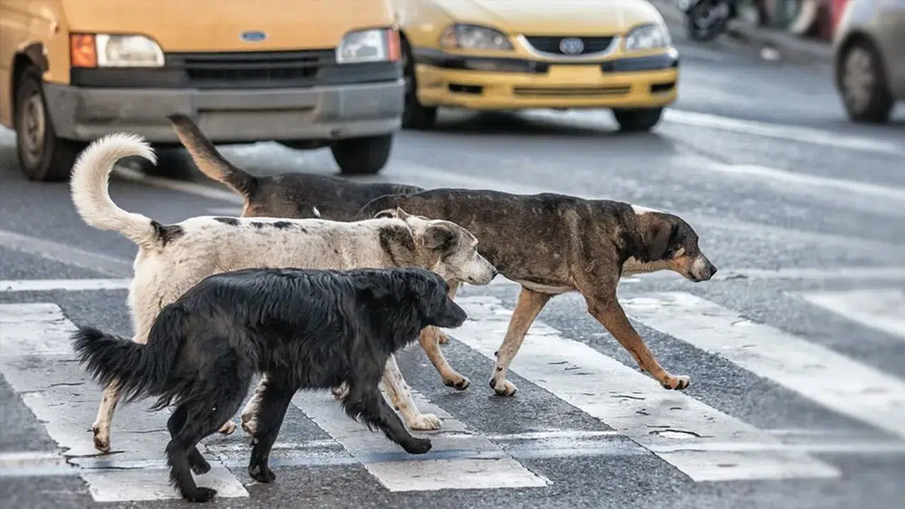 İstanbul Valisi Davut Gül: Sokaklarda sahipsiz tek bir köpek kalmayacak