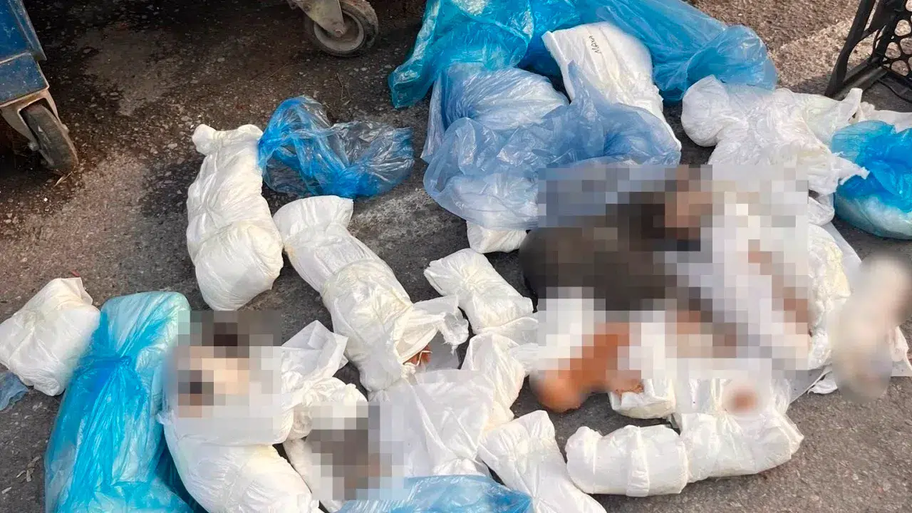 Buca'da 33 kedinin ölü bulunmasıyla ilgili gözaltına alınan veteriner cezaevine gönderildi