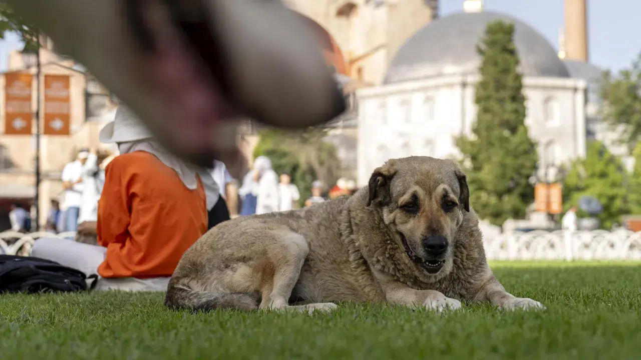 İstanbul Valiliği’nden sokak köpekleri için 6 maddelik yeni karar