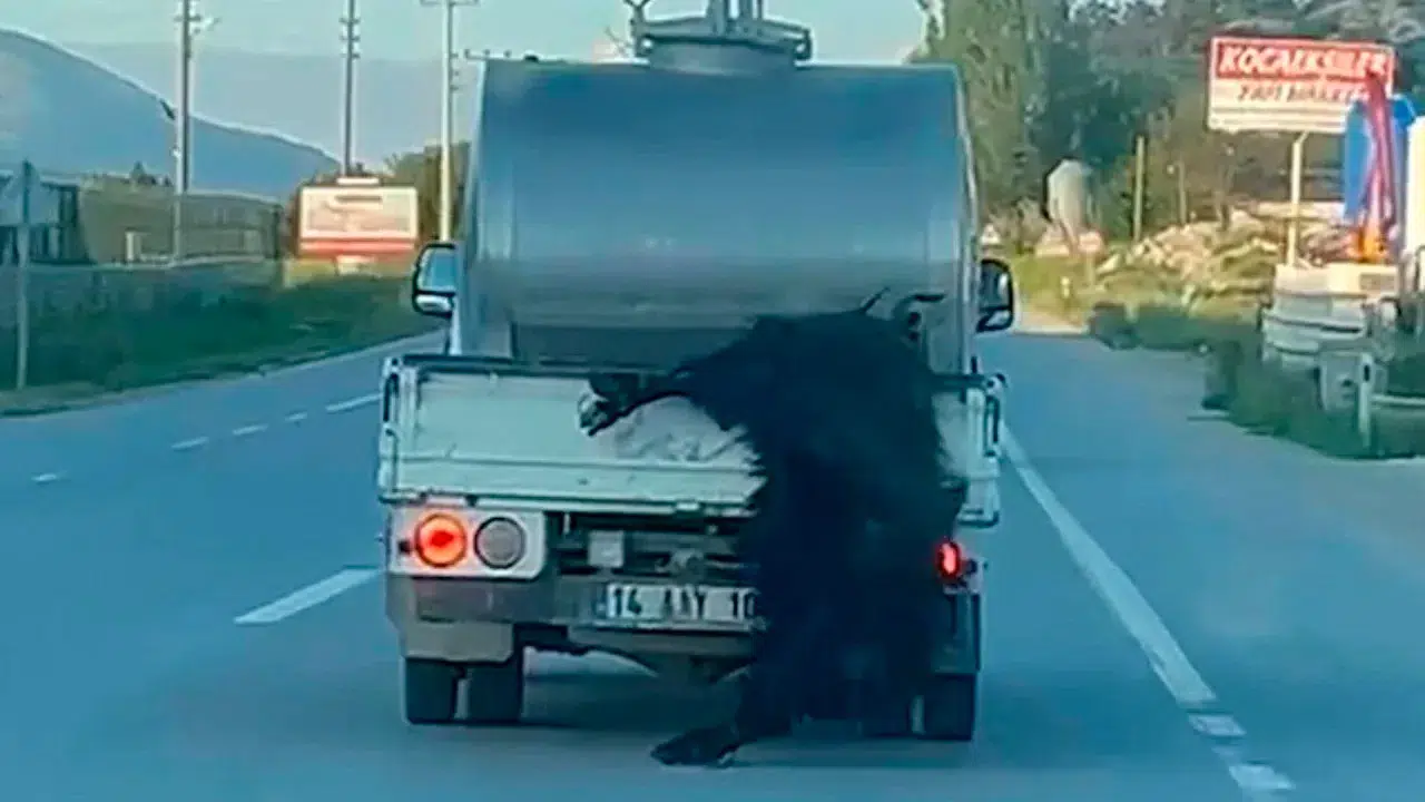 Bolu'da vicdanları sızlatan görüntü: Kurbanlık hayvanı süt aracının arkasına bağlayıp kilometrelerce taşıdı