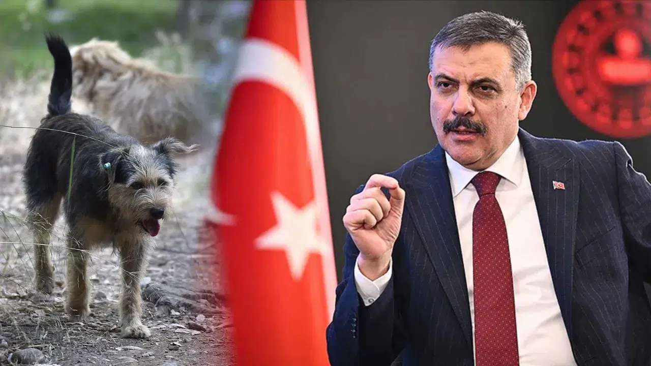 İçişleri Bakanı Çiftçi’den sahipsiz hayvanlar için yeni açıklama: “Güvenli yaşam alanları hedefliyoruz”