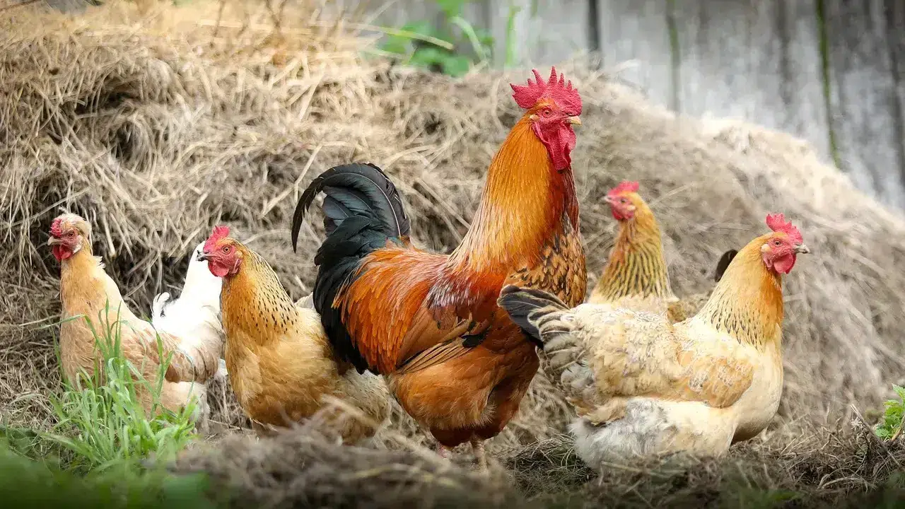 Beş tavukçuluk firmasında kayyum tedbiri kaldırıldı