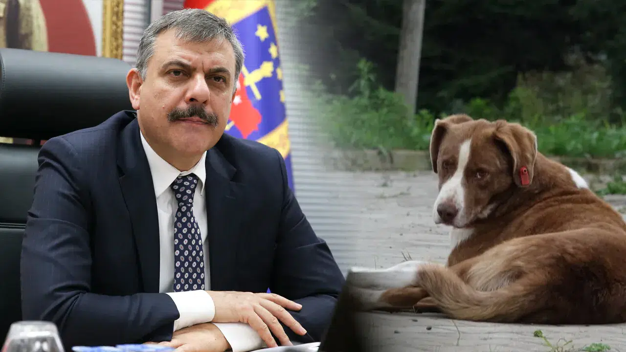 İçişleri Bakanı Çiftçi: Yılbaşına kadar sahipsiz köpeklerin tamamı barınaklara alınacak