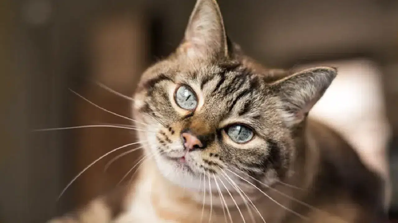 Kedilerin en yanlış anlaşılan hareketi: Gerçek bambaşka olabilir