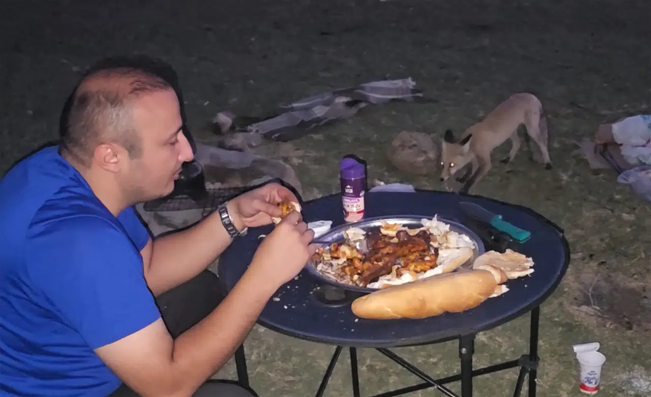 Bitlis'te piknik keyfini tilki böldü: İnsanlara kadar sokuldu