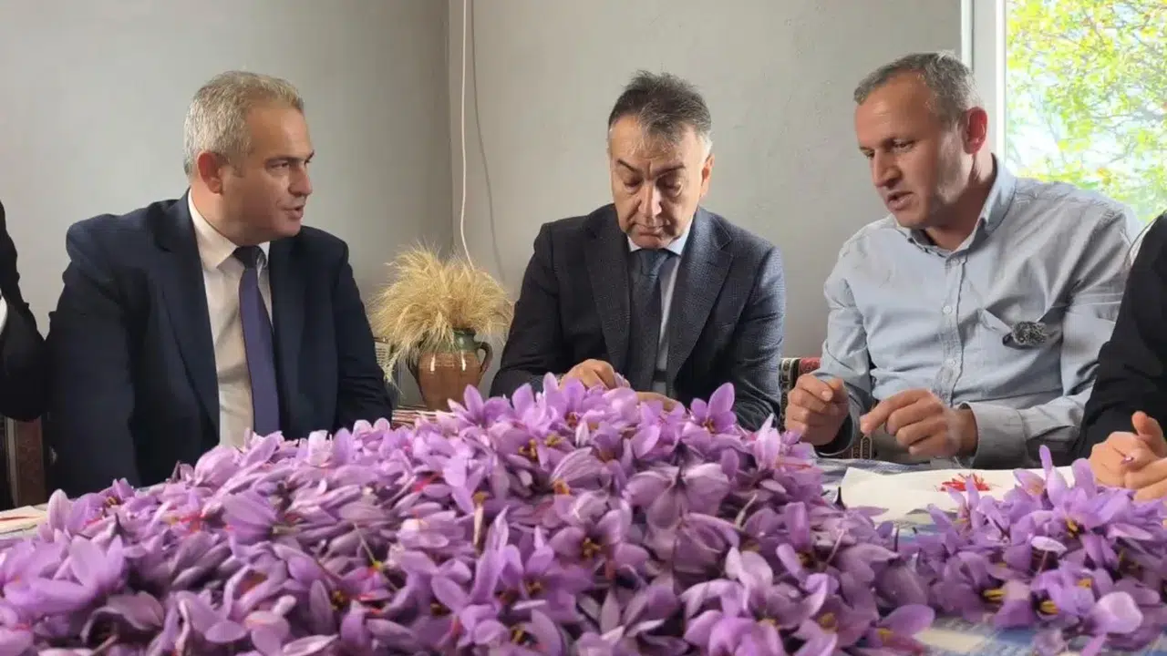 Dünyanın en pahalı baharatında hasat zamanı: Gramı bile servet değerinde