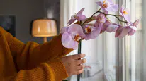 Evde orkide bakımı rehberi: Orkide nasıl çiçek açtırılır?
