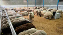 Kurban Bayramı'nda sokakta kesim yapanlara ağır fatura