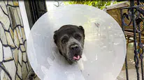 Cane Corso cinsi Şila'yı ölümden kurtaran operasyon: Vücudunun yüzde 15'i kadar kitle çıkarıldı