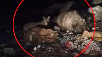 Bingöl'de gece mesaisi: Yabani hayvanlar yerleşim yerlerine indi