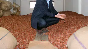 Fındıkta serbest rekabeti bozanlara geçit yok: Bakanlık Ordu ve Giresun borsalarını merceğe aldı