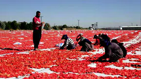 Kayseri'nin kuru domatesleri İtalya'da pizzalara lezzet katıyor