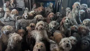 Bir evde 250’den fazla poodle melez köpek bulundu