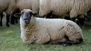 2026 vekaletle kurban kesim bedeli açıklandı