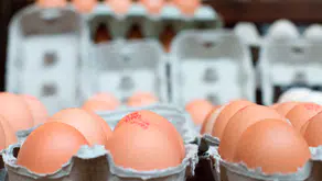 İngiltere'de salmonella salgını: 1 kişi hayatını kaybetti, vaka sayısı 200'ü aştı