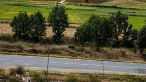 Meriç’te tarla kenarında bozayı görüldü, belediye başkanı uyardı