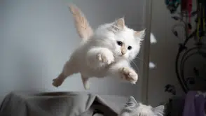 Kedilerin dört ayak üstüne düşme sırrı çözüldü: Fizik yasalarına meydan okuyan esnekliğin şifresi ne?