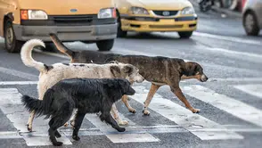 İstanbul Valisi Davut Gül: Sokaklarda sahipsiz tek bir köpek kalmayacak