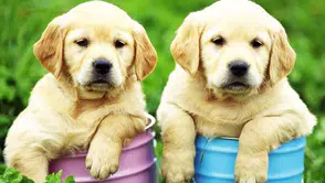 Kanser teşhisinde yeni dönem: Köpekler ve yapay zekâ birleşti