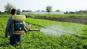 Pestisitler için alarm veren araştırma: Her yıl 400 milyondan fazla çiftçi zehirleniyor