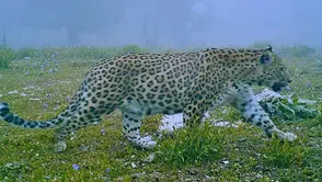 Anadolu parsına dokunan yanacak: Ceza 45 Milyon TL'ye yükseldi!