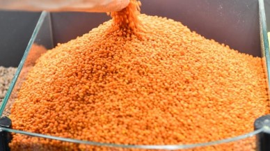 400 ton kırmızı mercimek sipariş etti