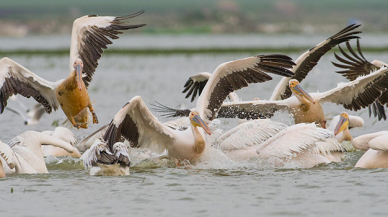Baharın müjdecisi! Ak pelikanlar göç yolunda