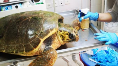 Caretta caretta silahla vuruldu!