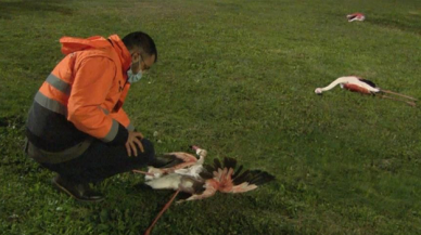 İzmir'de sahilde bulunan 9 flamingonun ölüm nedeni belirlendi