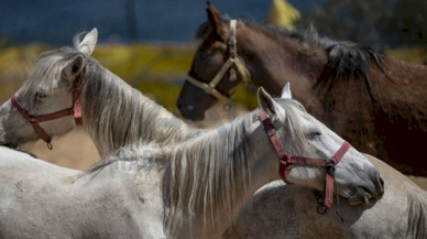 Kaymakamlık, kaybolan atlar için harekete geçti