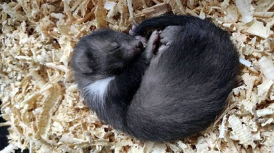 Okul çatısında bulunan yavru kaya sansarı korumaya alındı