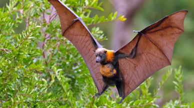 Yarasalarda "sarbecovirüs" denilen yeni bir koronavirüs keşfedildi