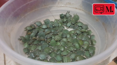 1000 kırmızı yanaklı su kaplumbağası ele geçirildi