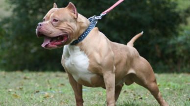 Minik Asiye'nin yaşadığı pitbull dehşetinde 4 sanık yeniden tutuklandı