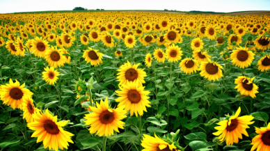 Resmi Gazete'de yayımlandı: 4 ilin 7 ilçesinde yağlık ayçiçeği kararı