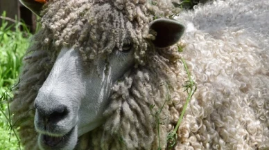 Kaçak koyun, tıraş olunca 18.6 kilogram hafifledi