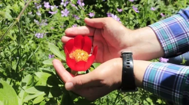 İstanbul’da nadir yetişen Şakayık çiçeğini koparmanın cezası 110 bin TL