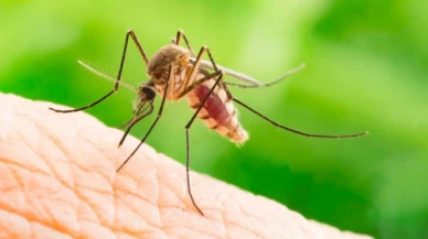 İstanbul'da sivrisinekler hastanelik etmeye başladı