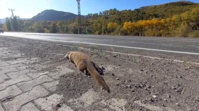 Nesli tükenme tehlikesi altında bulunan su samuruna araba çarptı