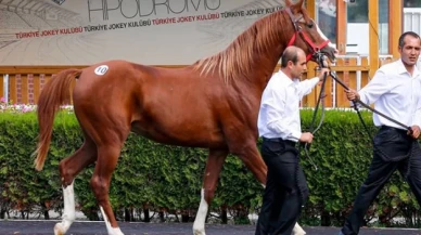 Şampiyon atın iki yavrusu rekor fiyatla satıldı