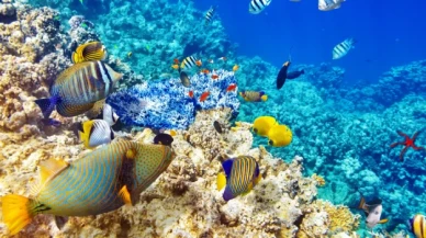 Biyoçeşitlilik Konferansı: Doğayı korumak için 'tarihi' anlaşma