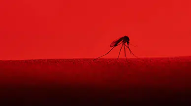 İzlanda’da tarihi olay: Ülkede ilk kez sivrisinek görüldü